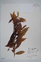 野扇花藏品圖，第1張