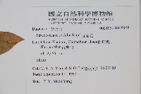 野扇花藏品圖，第2張