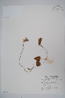 登錄號:S059163藏品圖，第1張