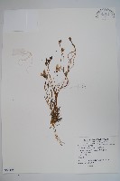 雞蛋參藏品圖，第1張