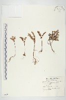 登錄號:S059167藏品圖，第1張