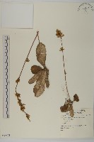 登錄號:S059175藏品圖，第1張