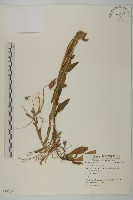 紫菀藏品圖，第1張
