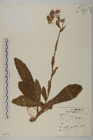 紫菀藏品圖，第1張