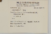 紫菀藏品圖，第2張