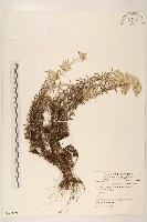 火絨草藏品圖，第1張