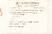 火絨草藏品圖，第2張