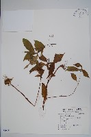 鳳仙花藏品圖，第1張