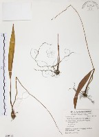 臺灣白及藏品圖，第1張