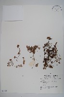 登錄號:S059185藏品圖，第1張