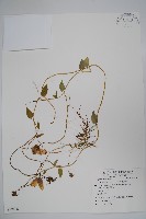 雞蛋參藏品圖，第1張