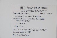 雞蛋參藏品圖，第2張