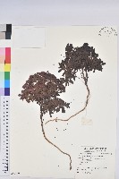 登錄號:S059189藏品圖，第1張