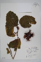 虎榛子藏品圖，第1張