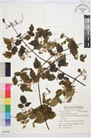 小蓑衣藤藏品圖，第1張