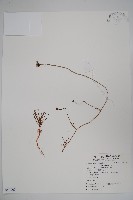 松葉雞蛋參藏品圖，第1張