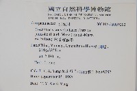 松葉雞蛋參藏品圖，第2張