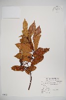 水紅木藏品圖，第1張