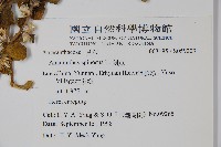 刺莧藏品圖，第2張