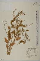 臭杏、土荊芥藏品圖，第1張