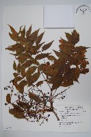 黃連木、爛心木藏品圖，第1張