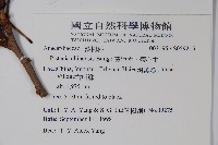 黃連木、爛心木藏品圖，第2張