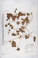 馬交兒藏品圖，第1張