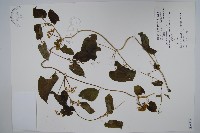 青羊參藏品圖，第1張