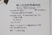 青羊參藏品圖，第2張