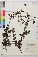 小凍綠樹藏品圖，第1張