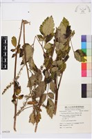 興安升麻藏品圖，第1張