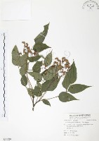 野鴉椿藏品圖，第1張