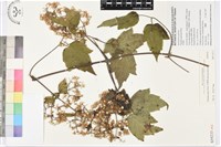 串鼻龍藏品圖，第1張