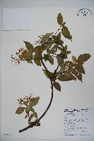 狹葉莢迷藏品圖，第1張