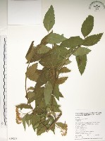 臺灣繡線菊藏品圖，第1張