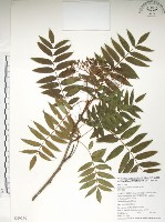 巒大花楸藏品圖，第1張