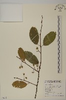 大葉南蛇藤藏品圖，第1張