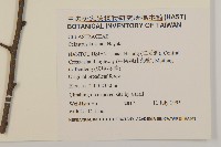 大葉南蛇藤藏品圖，第2張