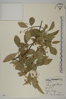 登錄號:S059244藏品圖，第1張