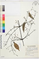 柱果鐵線蓮藏品圖，第2張