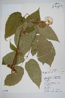 登錄號:S059246藏品圖，第1張