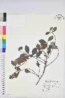 細葉饅頭果藏品圖，第1張