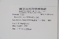 琉球黃楊藏品圖，第2張