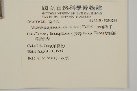 日本賽衛矛、日本假衛矛藏品圖，第2張