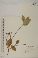 日本賽衛矛、日本假衛矛藏品圖，第1張