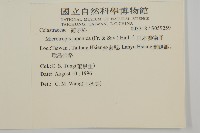 日本賽衛矛、日本假衛矛藏品圖，第2張