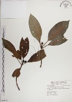 蘭嶼九節木藏品圖，第1張