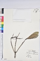 蘭嶼土沉香藏品圖，第1張