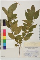 桶鉤藤藏品圖，第1張