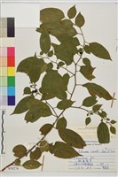 桶鉤藤藏品圖，第1張